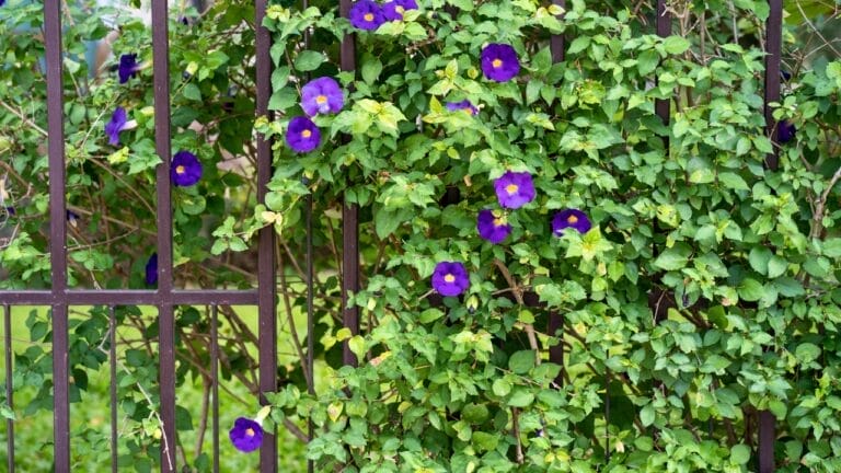 Tired of Nosy Neighbors? These 10 Vines Will Give You the Privacy You Crave 6 Tired of Nosy Neighbors? These 10 Vines Will Give You the Privacy You Crave - Blossom Thunbergia erecta flower ss1535640644
