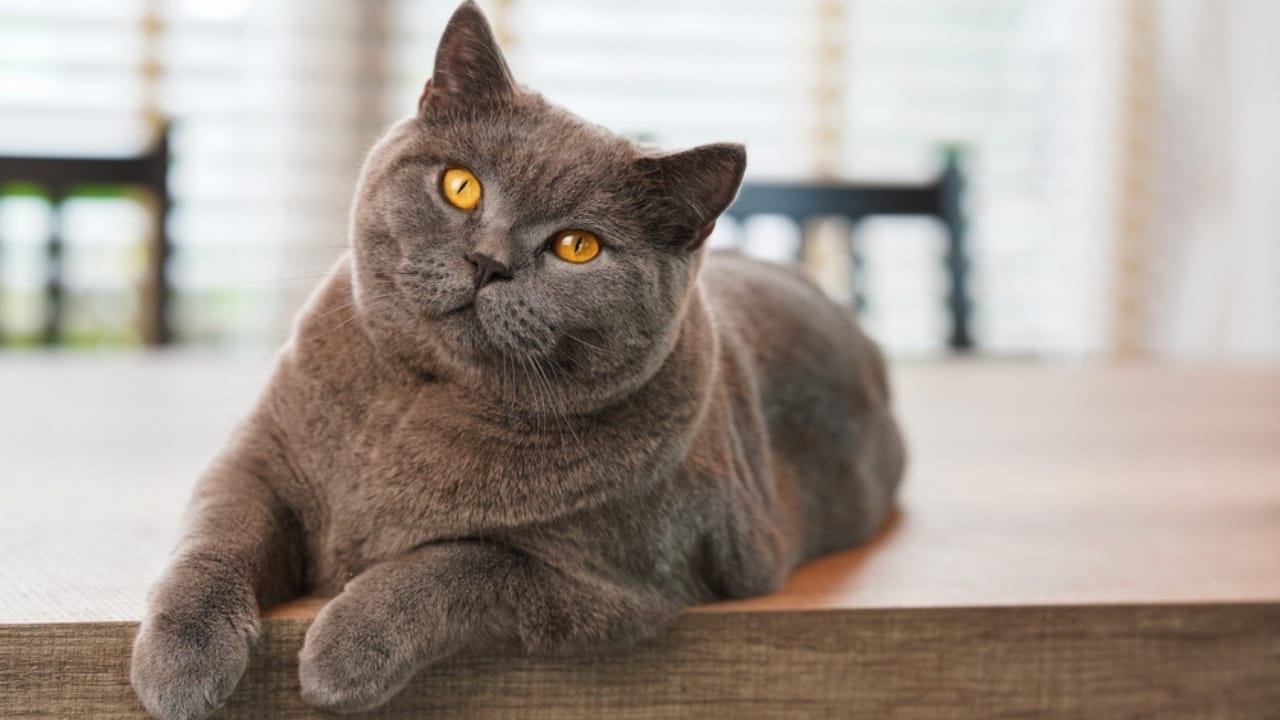 15 Beautiful Gray & White Cat Breeds You’ll Want to Cuddle 15 15 Beautiful Gray & White Cat Breeds You’ll Want to Cuddle - Blue British Shorthair ss2219486019