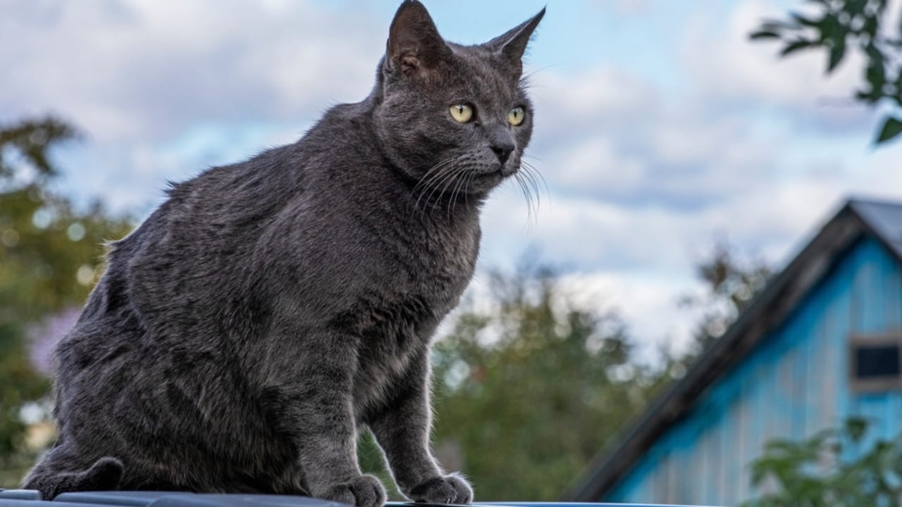 10 Irresistible Blue Cat Breeds You’ll Want in Your Home 10 10 Irresistible Blue Cat Breeds You’ll Want in Your Home - Blue Burmese ss2386835185