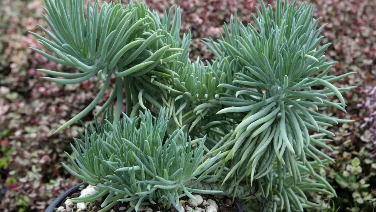 10 Colorful Succulents to Brighten Your Fall & Winter 5 10 Colorful Succulents to Brighten Your Fall & Winter - Blue Chalk Finger ss2178467065