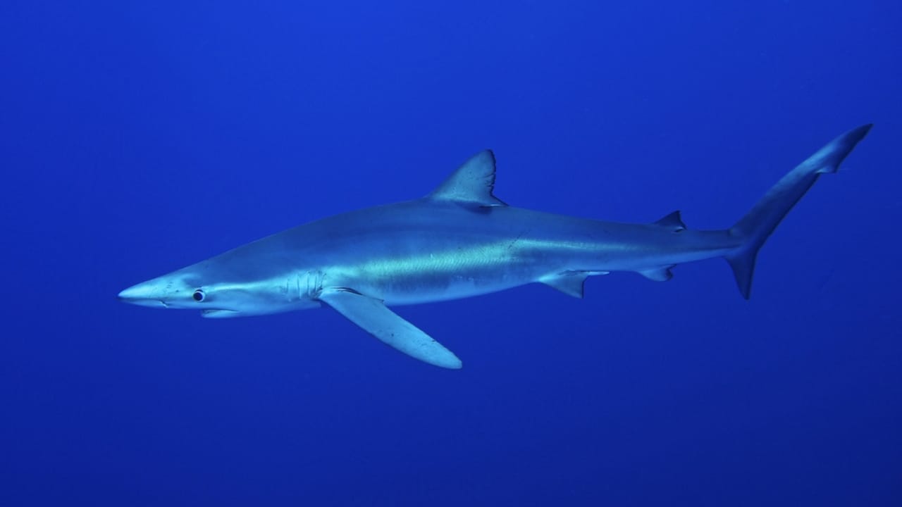 The 10 Most Dangerous Sharks Lurking in Our Oceans 10 The 10 Most Dangerous Sharks Lurking in Our Oceans - Blue Shark dp132342608