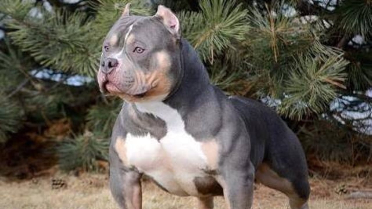10 Eye-Catching American Bully Colors: From Classic to Rare Hues 2 10 Eye-Catching American Bully Colors: From Classic to Rare Hues - Blue Tri Color American Bully wc