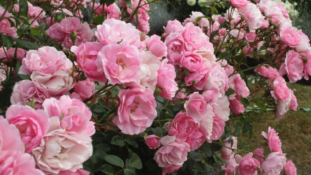15 Fragrant Plants to Keep Your Garden Blooming from Spring to Fall 4 15 Fragrant Plants to Keep Your Garden Blooming from Spring to Fall - Bonica Rose ss1910686021
