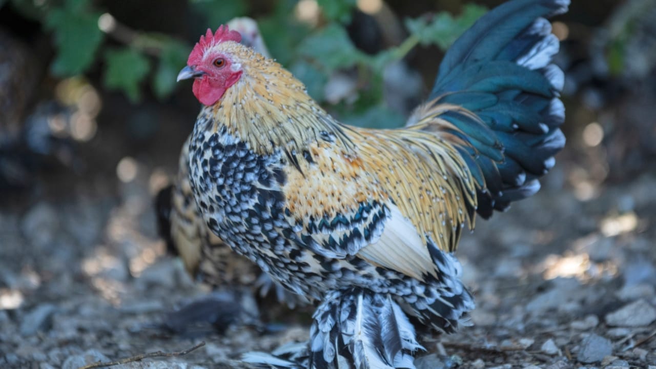 10 Fluffy Chicken Breeds So Cute, You’ll Want to Start a Coop Today 11 10 Fluffy Chicken Breeds So Cute, You’ll Want to Start a Coop Today - Booted Bantam Chickens ss1527963224