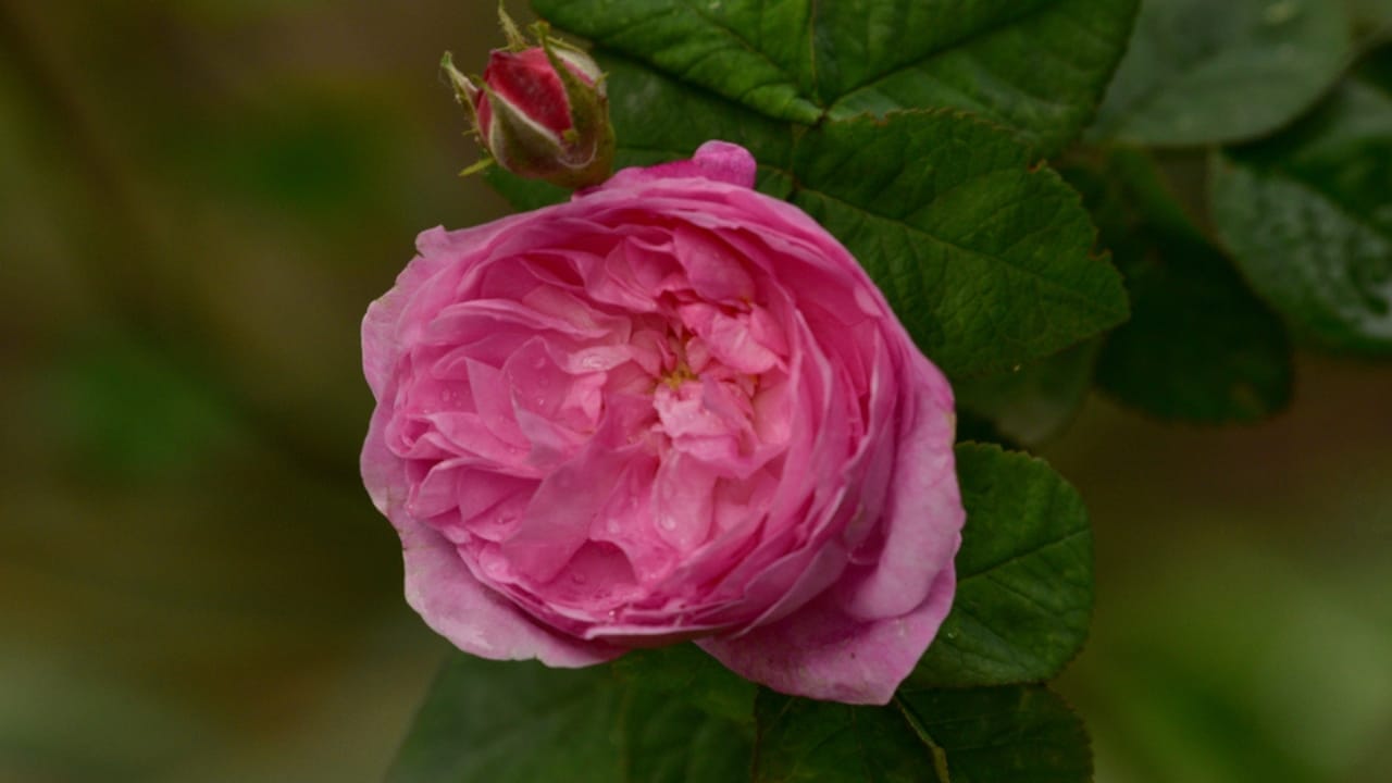 15 Enchanting Pink Rose Varieties to Elevate Your Garden 14 15 Enchanting Pink Rose Varieties to Elevate Your Garden - Boscobel rose dp382111690