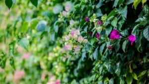 Turn Your Chain-Link Fence into a Vertical Garden: An Easy 8-Step Guide 1 Turn Your Chain-Link Fence into a Vertical Garden: An Easy 8-Step Guide - Bougainvillea blooming in the autumn garden ss1531096145