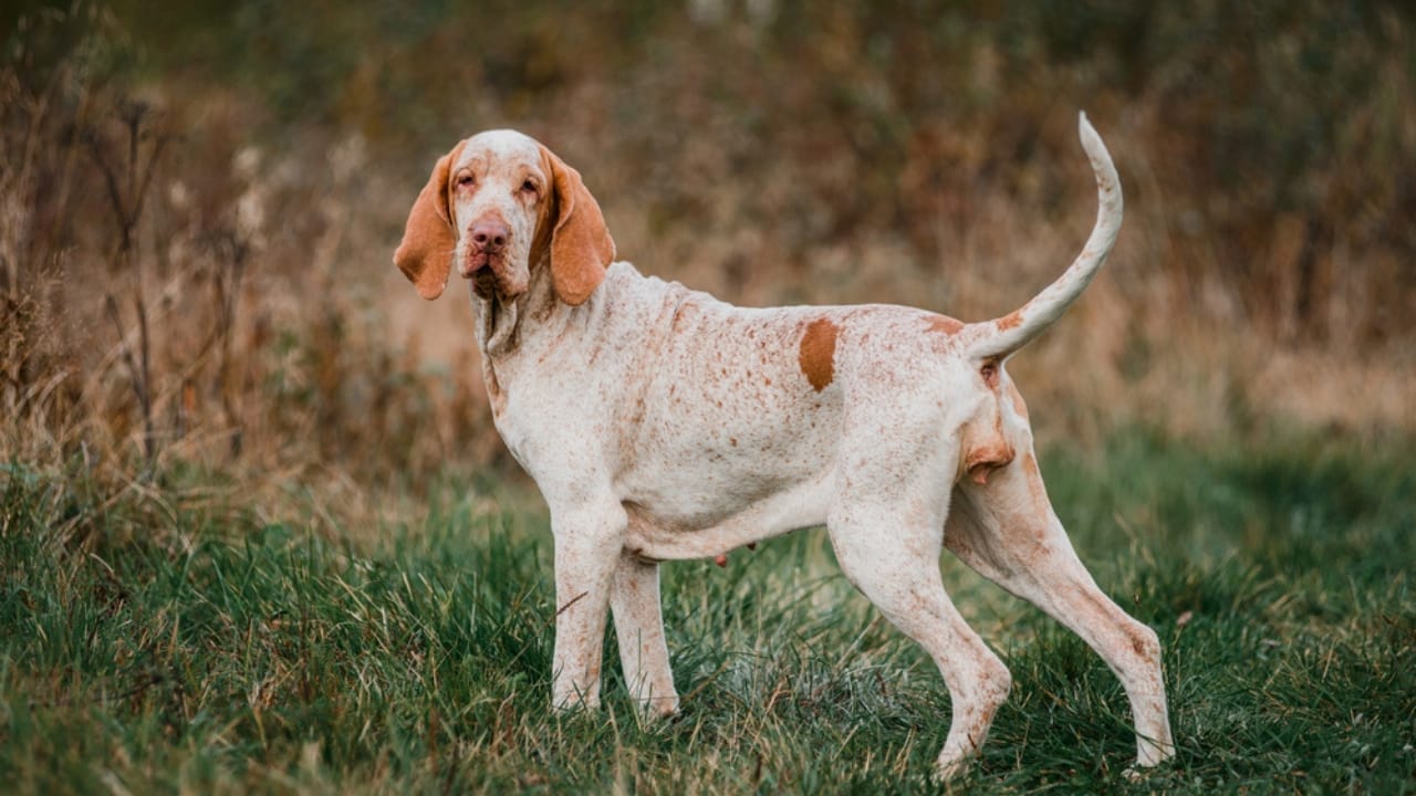 Meet the New Dog Breeds the AKC Has Recognized Since 2000 54 Meet the New Dog Breeds the AKC Has Recognized Since 2000 - Bracco Italiano dp367657614