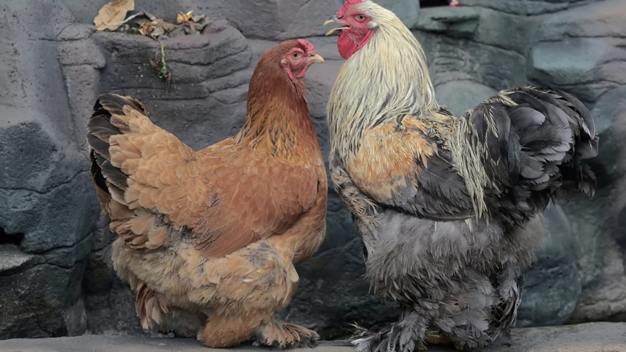 10 Fluffy Chicken Breeds So Cute, You’ll Want to Start a Coop Today 4 10 Fluffy Chicken Breeds So Cute, You’ll Want to Start a Coop Today - Brahma Chicken ss2360049985