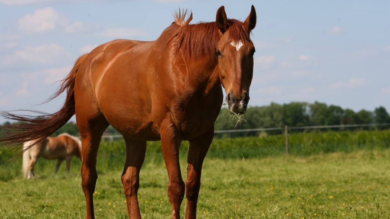 17 Breeds Dominating the Global Equestrian Scene That Makes Germany Proud 15 17 Breeds Dominating the Global Equestrian Scene That Makes Germany Proud - Brandenburger horse ss2415641245