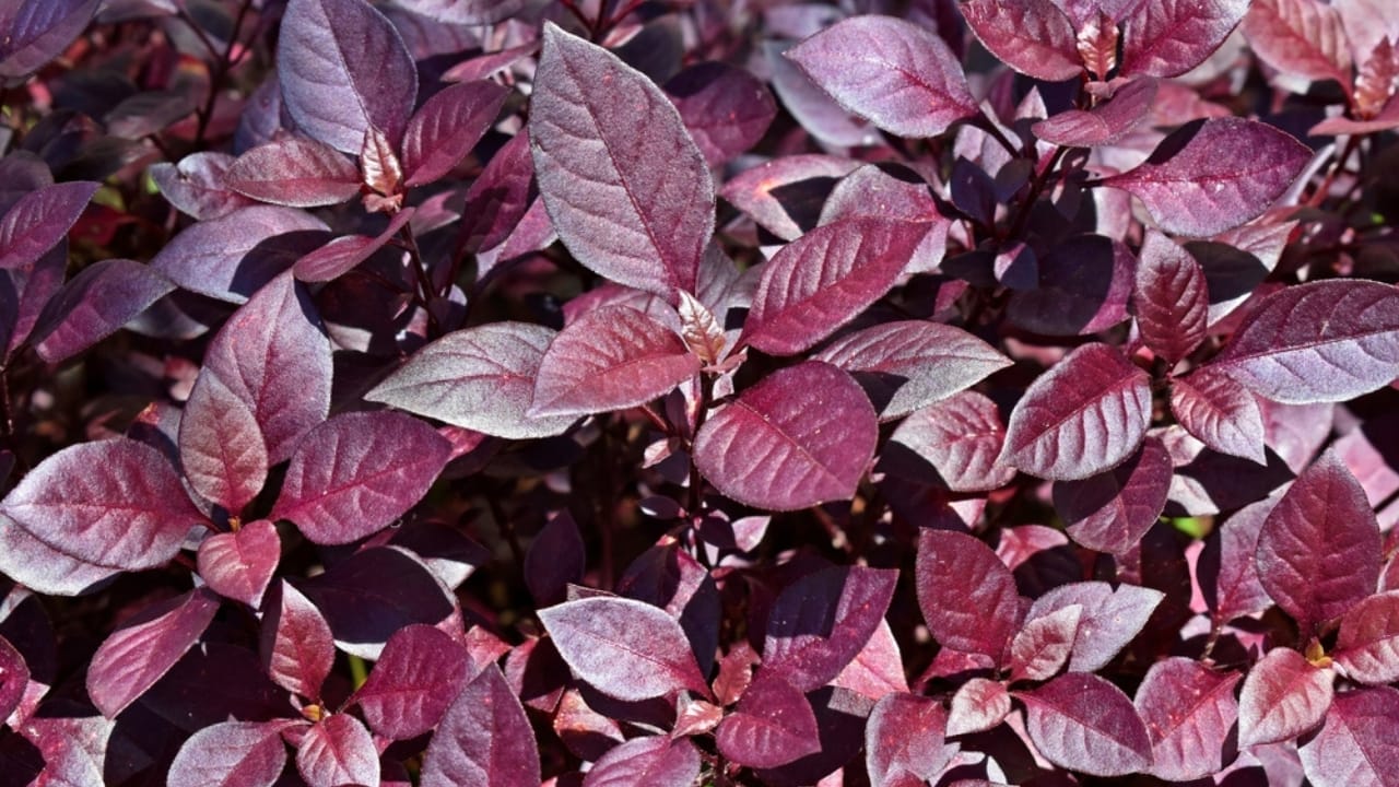 16 Pink-Leaf Outdoor Plants to Add a Rosy Glow to Your Garden 8 16 Pink-Leaf Outdoor Plants to Add a Rosy Glow to Your Garden - Brazilian Red Hots ss2062505513