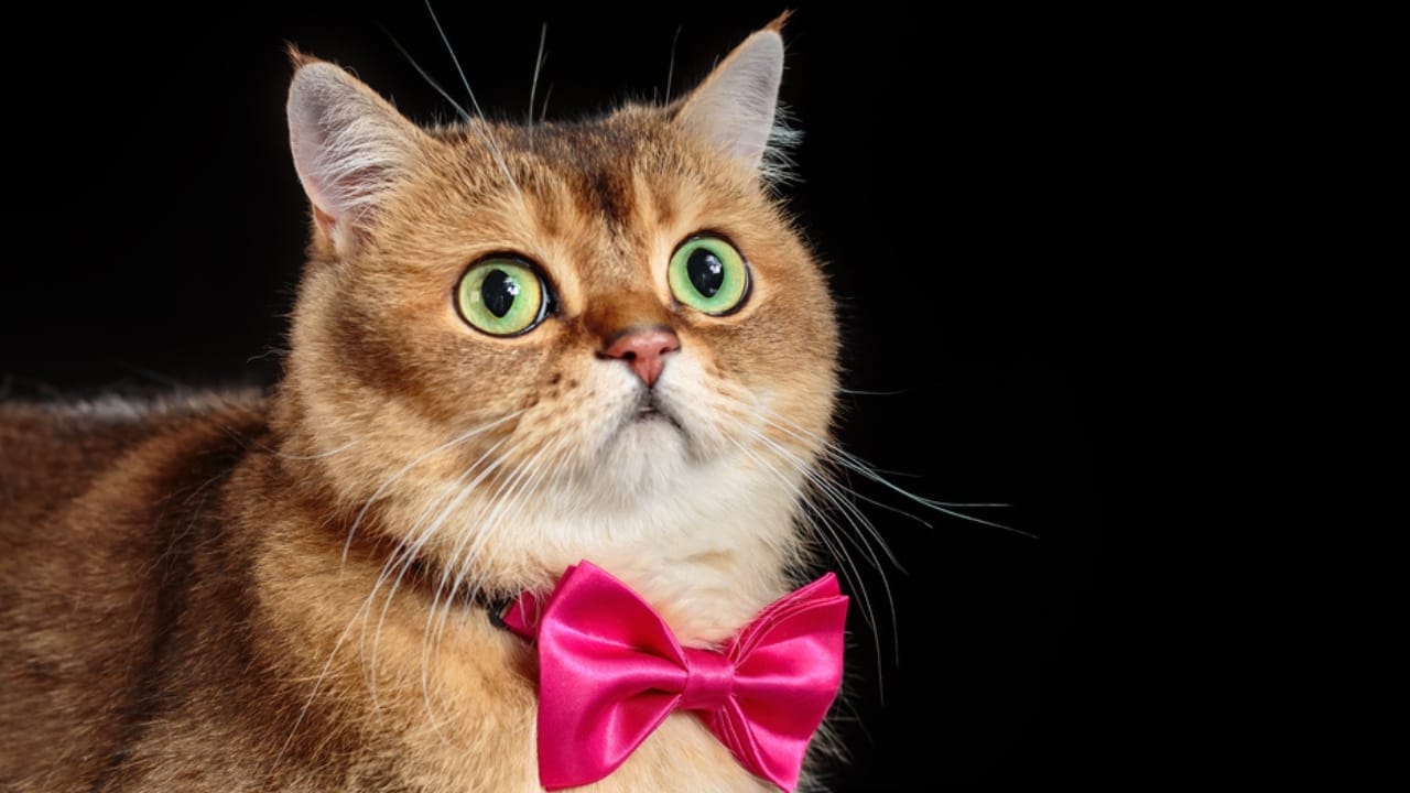 Find Your Perfect Ginger Companion from These 15 Orange Cat Breeds 12 Find Your Perfect Ginger Companion from These 15 Orange Cat Breeds - British Shorthair dp460251272