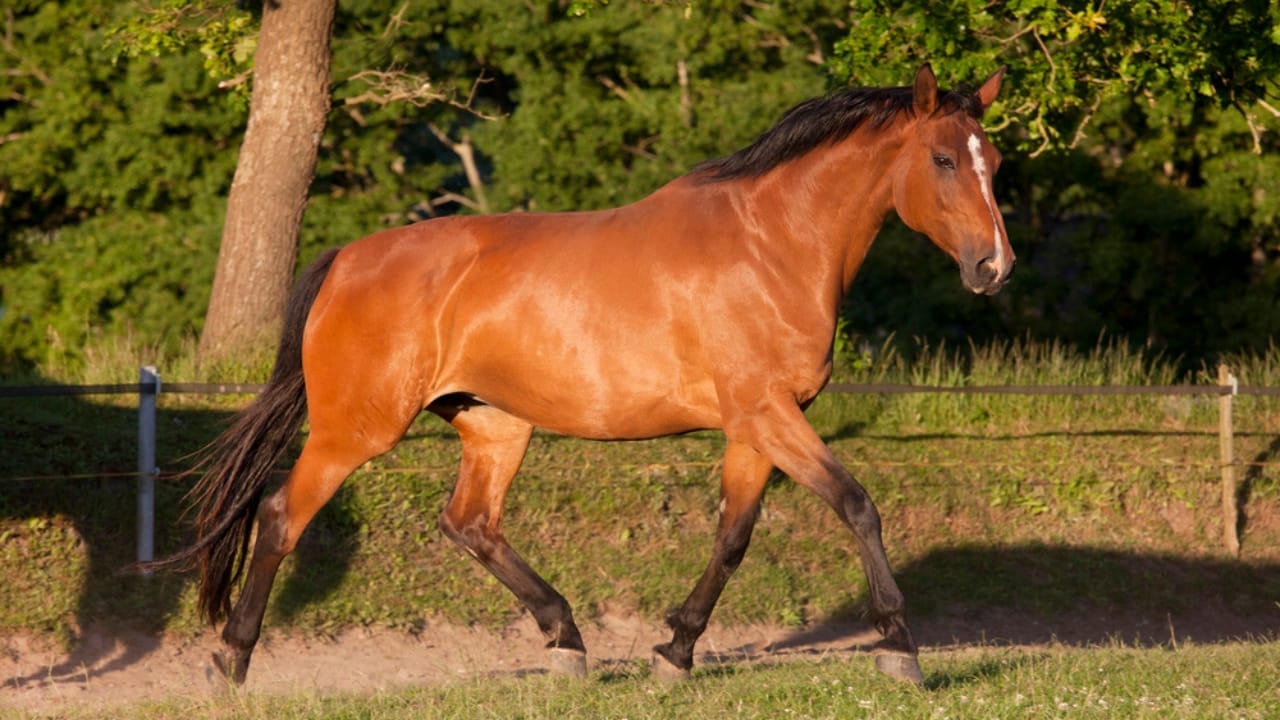 50+ Horse Terms & Slang Every Equestrian Should Know 12 50+ Horse Terms & Slang Every Equestrian Should Know - Broodmare horse dp89637074