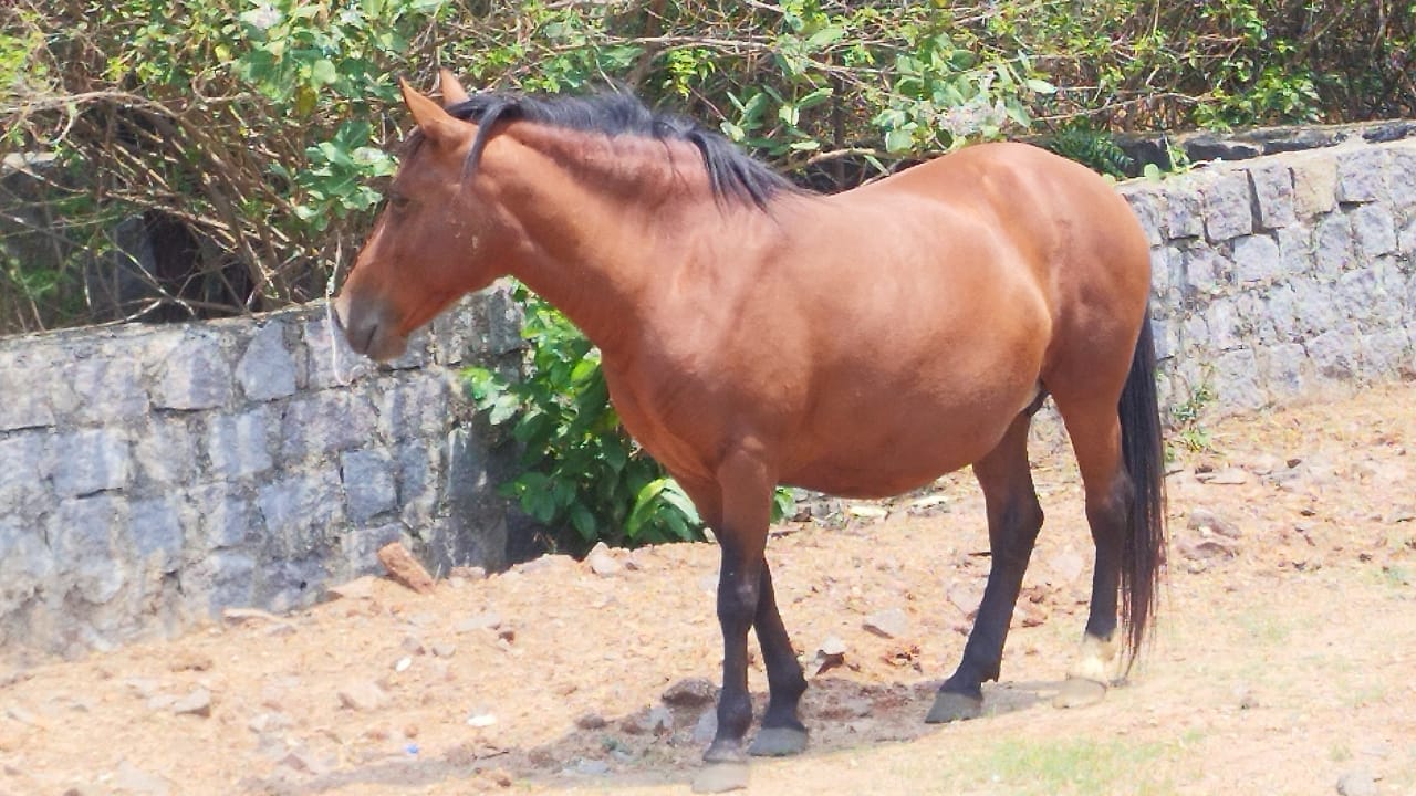 A Closer Look at Horse Colors: From Uncommon Shades to Everyday Favorites 28 A Closer Look at Horse Colors: From Uncommon Shades to Everyday Favorites - Brown horse wc