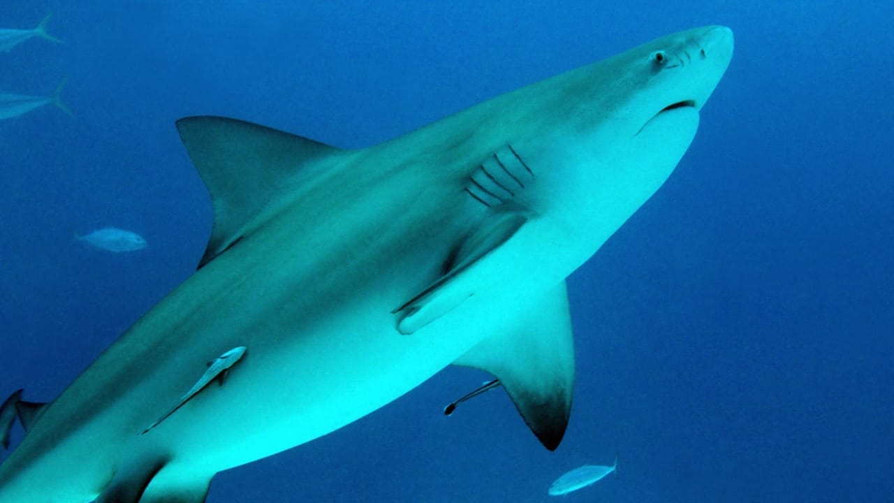 The 10 Most Dangerous Sharks Lurking in Our Oceans 4 The 10 Most Dangerous Sharks Lurking in Our Oceans - Bull Shark dp25491589