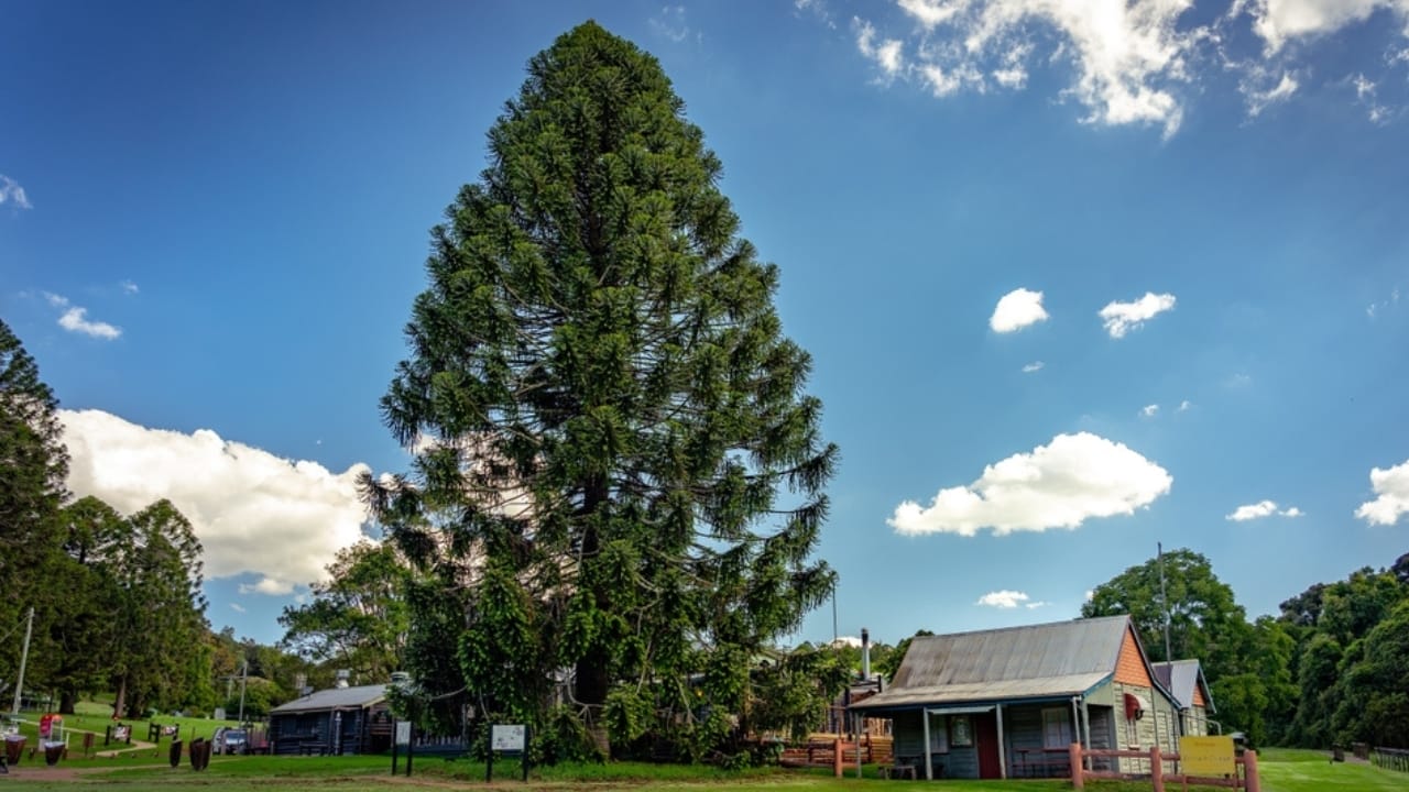 The World’s 14 Most Dangerous & Deadly Trees 5 The World’s 14 Most Dangerous & Deadly Trees - Bunya Pine ss2401362425