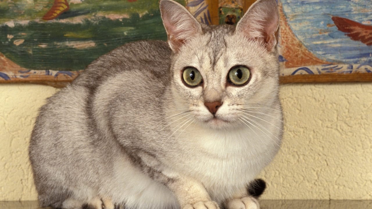 15 of the World's Rarest & Most Exotic Cat Breeds 7 15 of the World's Rarest & Most Exotic Cat Breeds - Burmilla cat dp350767550