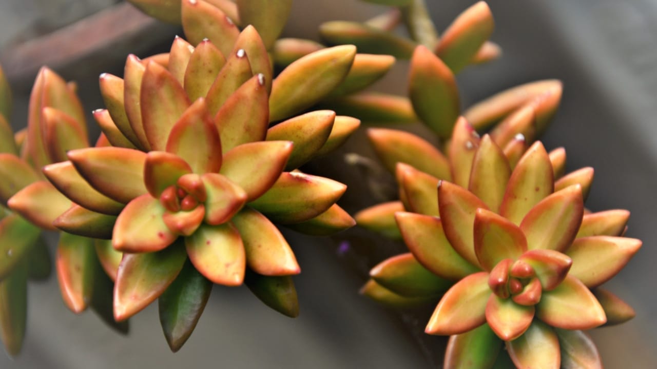 10 Colorful Succulents to Brighten Your Fall & Winter 11 10 Colorful Succulents to Brighten Your Fall & Winter - California Sunset ss1133569448