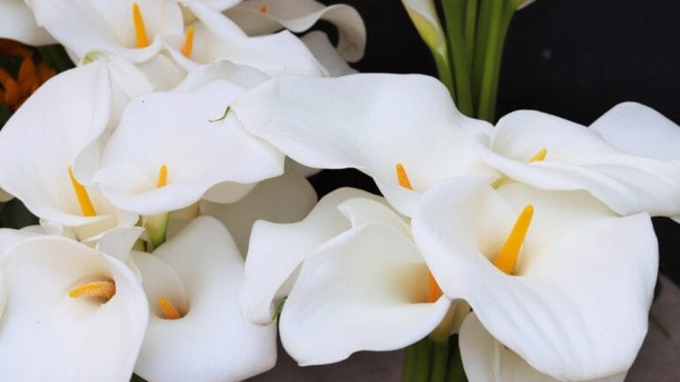 The Secret to Enjoying Calla Lily Blooms All Summer Long 2 The Secret to Enjoying Calla Lily Blooms All Summer Long - Calla flowers ss1993649876