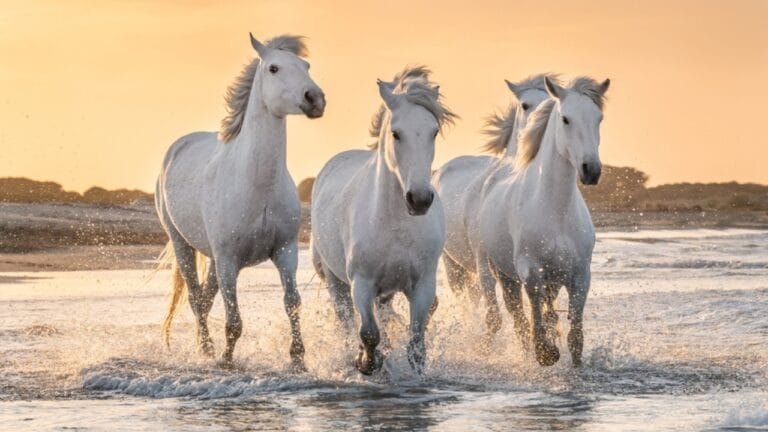 13 White Horse Breeds That Define Beauty & Strength in the Equine World - Camargue horses ss2281518857