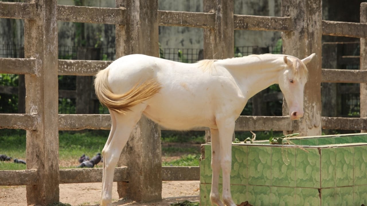 A Closer Look at Horse Colors: From Uncommon Shades to Everyday Favorites 3 A Closer Look at Horse Colors: From Uncommon Shades to Everyday Favorites - Camarillo White Horse ss2289023945