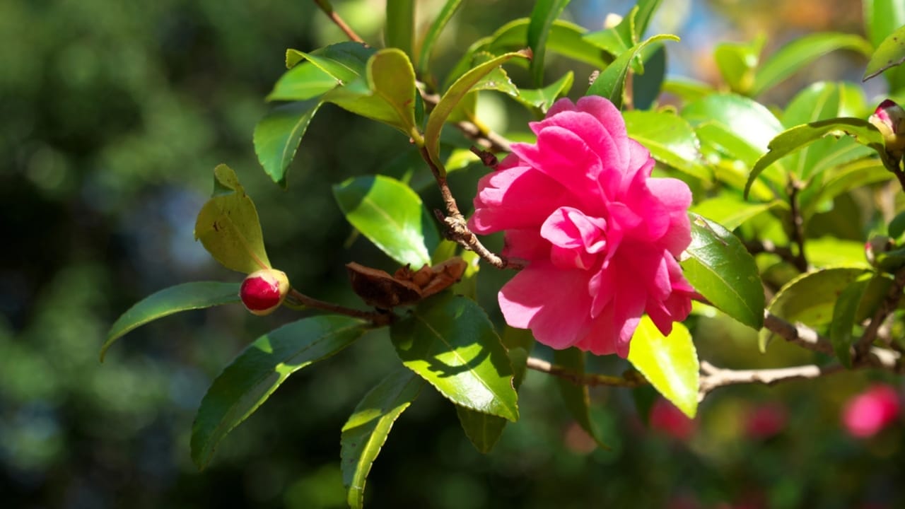 Your Leftover Coffee Grounds are Perfect for These 18 Acid-Loving Plants 7 Your Leftover Coffee Grounds are Perfect for These 18 Acid-Loving Plants - Camellia sasanqua dp318181766