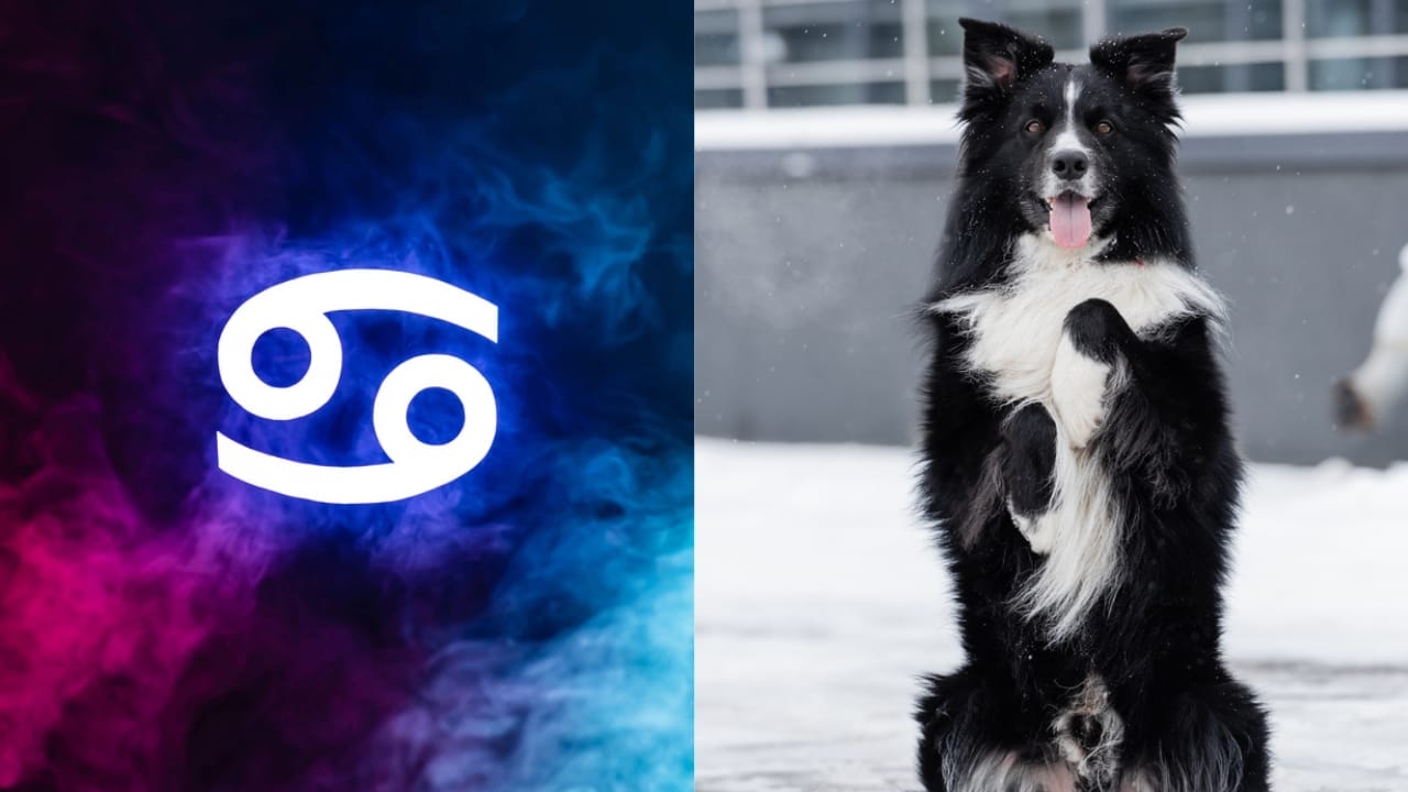 The Best Pets for Each Zodiac Sign: Your Perfect Companion 5 The Best Pets for Each Zodiac Sign: Your Perfect Companion - Cancer Symbol dp322899488 Border Collie dp552100338