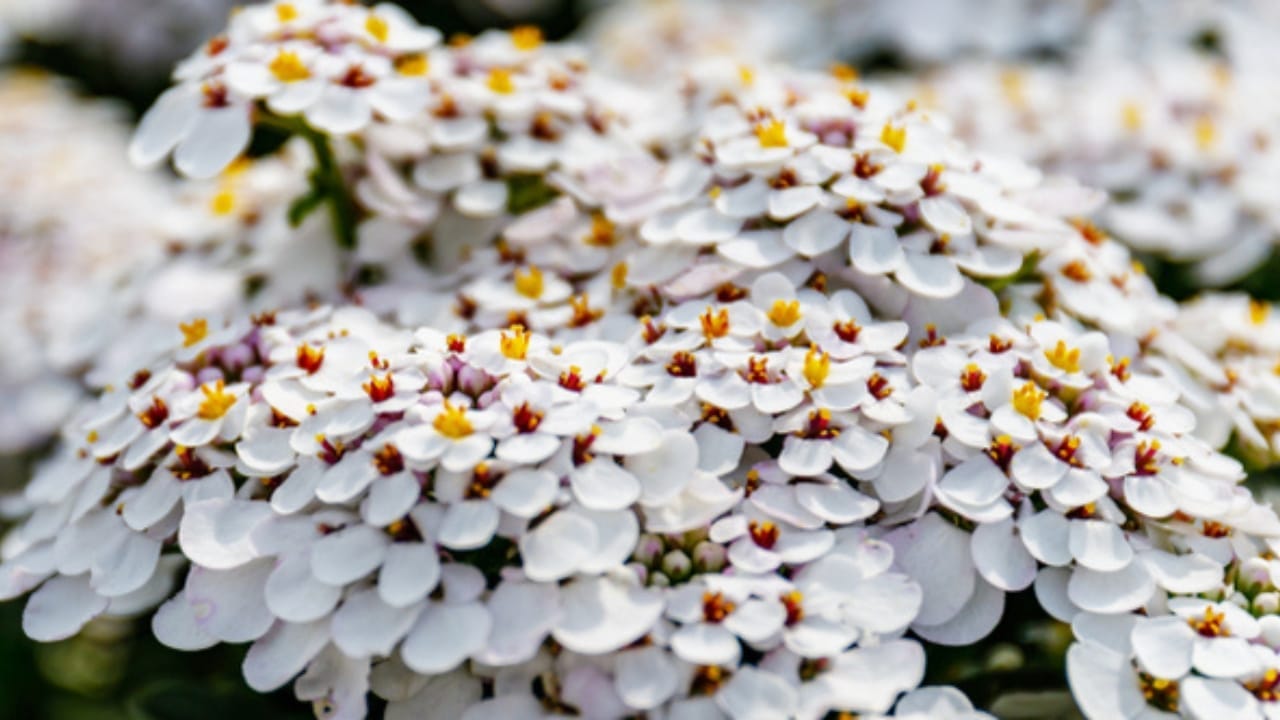 Reclaim Your Garden from Weeds with These 15 Beautiful Flowering Shrubs 6 Reclaim Your Garden from Weeds with These 15 Beautiful Flowering Shrubs - Candytuft flower ss1467922625