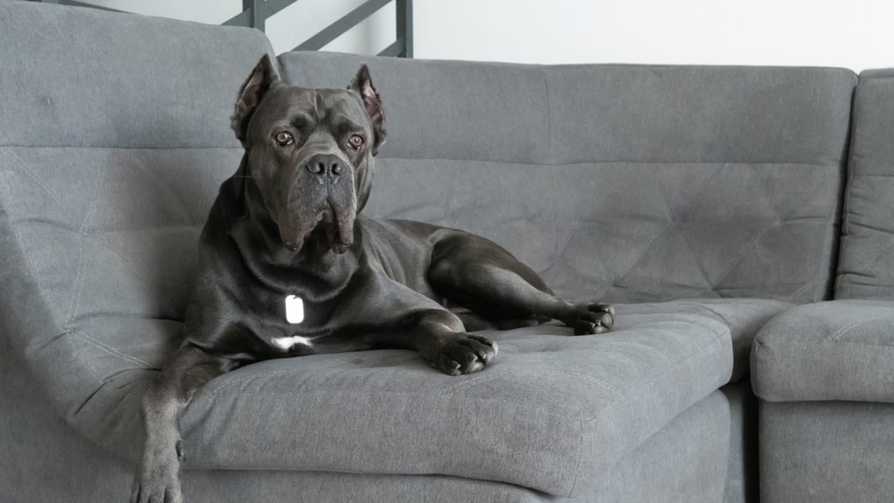 How the "King Cane Corso" Trend on TikTok is Misleading Owners & Harming the Breed 5 How the "King Cane Corso" Trend on TikTok is Misleading Owners & Harming the Breed - Cane corso grey dp351026764