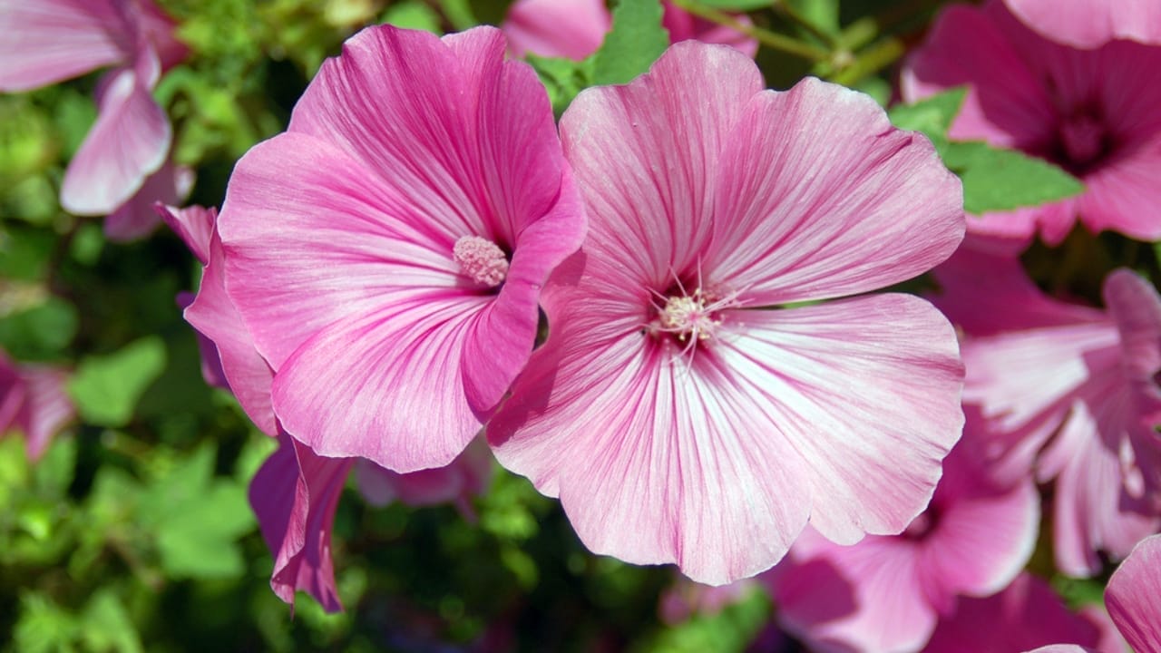 16 Pink-Leaf Outdoor Plants to Add a Rosy Glow to Your Garden 17 16 Pink-Leaf Outdoor Plants to Add a Rosy Glow to Your Garden - Canna Pink Sunburst ss25771153