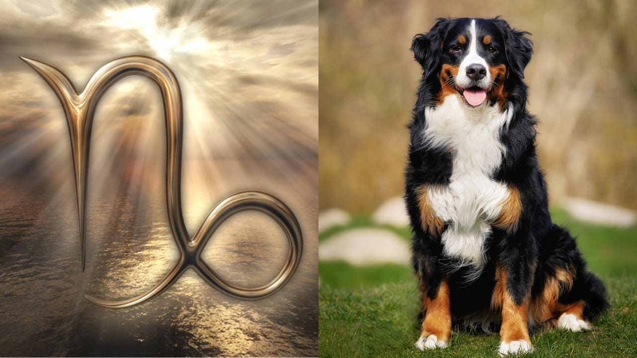 The Best Pets for Each Zodiac Sign: Your Perfect Companion 11 The Best Pets for Each Zodiac Sign: Your Perfect Companion - Capricorn Symbol dp148423689 Bernese Mountain Dog dp45122357