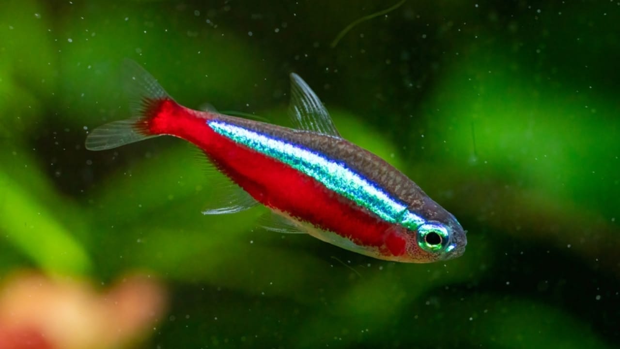15 Coolest Aquarium Fish to Liven Up Your Tank 16 15 Coolest Aquarium Fish to Liven Up Your Tank - Cardinal Tetra ss2264604859