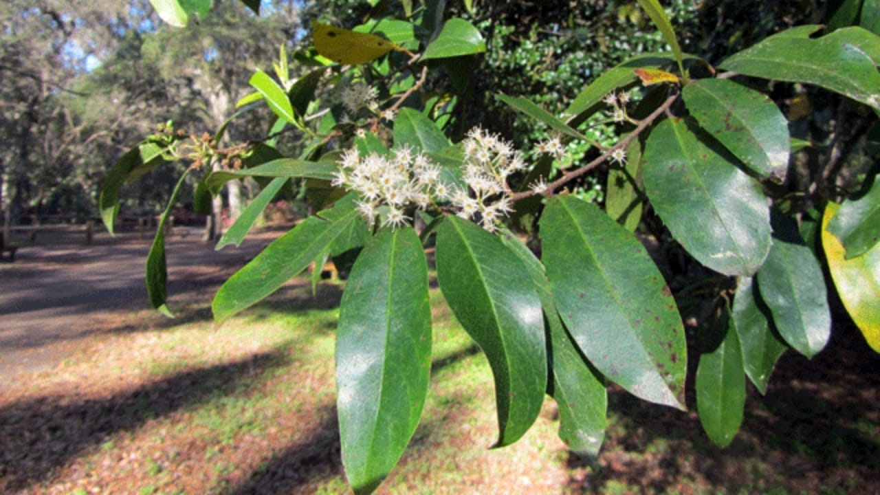 Robins Will Flock to Your Yard with This Type of Cherry Laurel Tree 3 Robins Will Flock to Your Yard with This Type of Cherry Laurel Tree - Carolina Cherry Laurel 2 wc