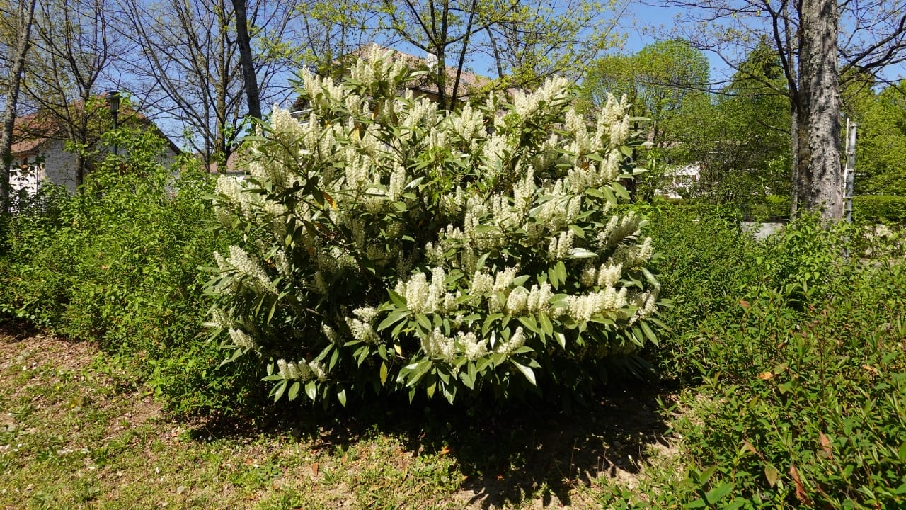 Plant These 13 Shrubs in the Fall for Fast Growth & Year-Round Beauty 5 Plant These 13 Shrubs in the Fall for Fast Growth & Year-Round Beauty - Carolina Cherry Laurel 3 wc