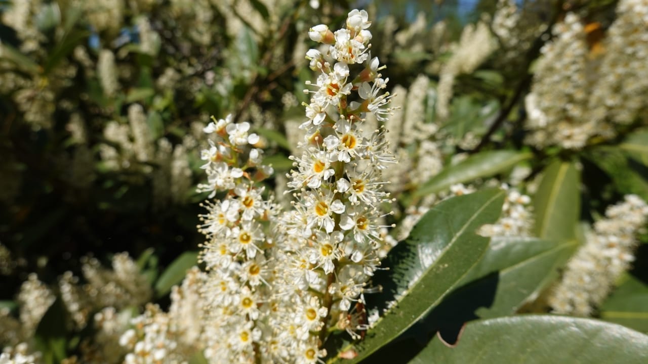 Robins Will Flock to Your Yard with This Type of Cherry Laurel Tree 5 Robins Will Flock to Your Yard with This Type of Cherry Laurel Tree - Carolina Cherry Laurel 4 wc
