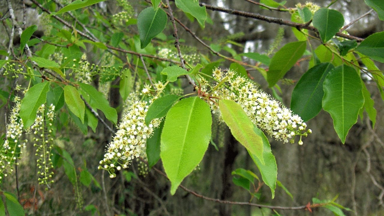 15 Evergreen Shrubs That Redefine Year-Round Curb Appeal 8 15 Evergreen Shrubs That Redefine Year-Round Curb Appeal - Carolina Cherry Laurel wc