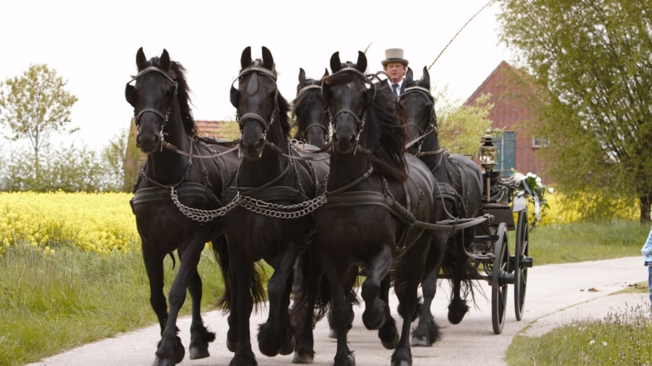 12 Friesian Horse Facts That Will Completely Change How You See Them 6 12 Friesian Horse Facts That Will Completely Change How You See Them - Carriage ride with 5 friesian horses ss2371417505