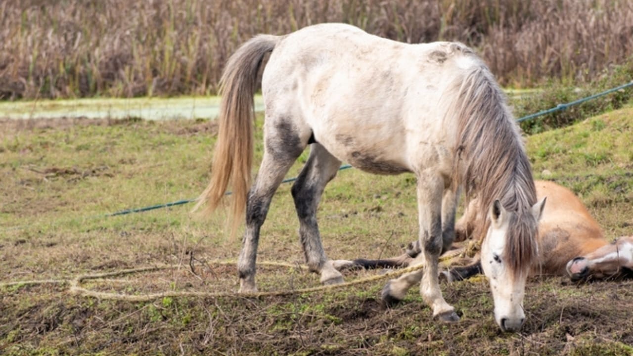 15 of the Rarest Horse Breeds You’ll Ever Encounter 8 15 of the Rarest Horse Breeds You’ll Ever Encounter - Caspian Horse ss2419006389