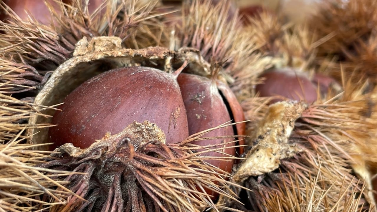 Scientists are Bringing Back the Mighty American Chestnut - Castanea dentata ss2505506035