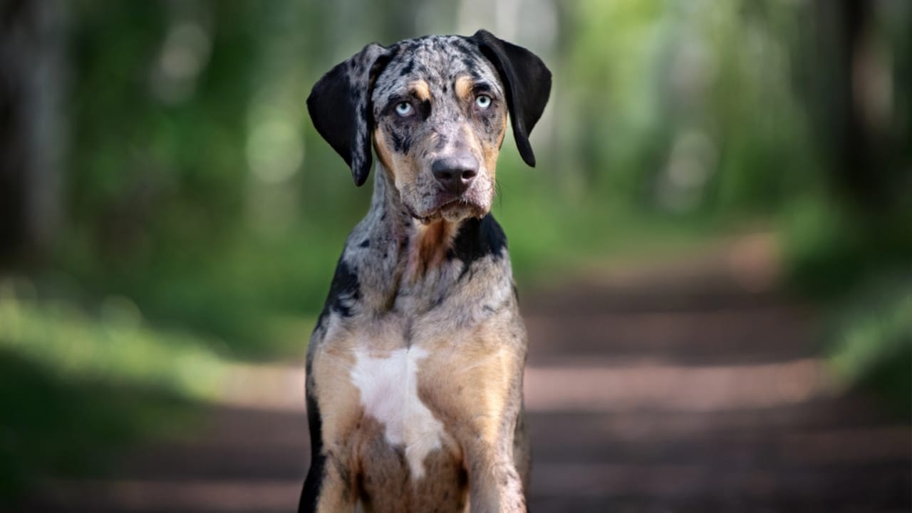 15 Dog Breeds With Coats That Are Living Works of Art 6 15 Dog Breeds With Coats That Are Living Works of Art - Catahoula Leopard dog dp319604566