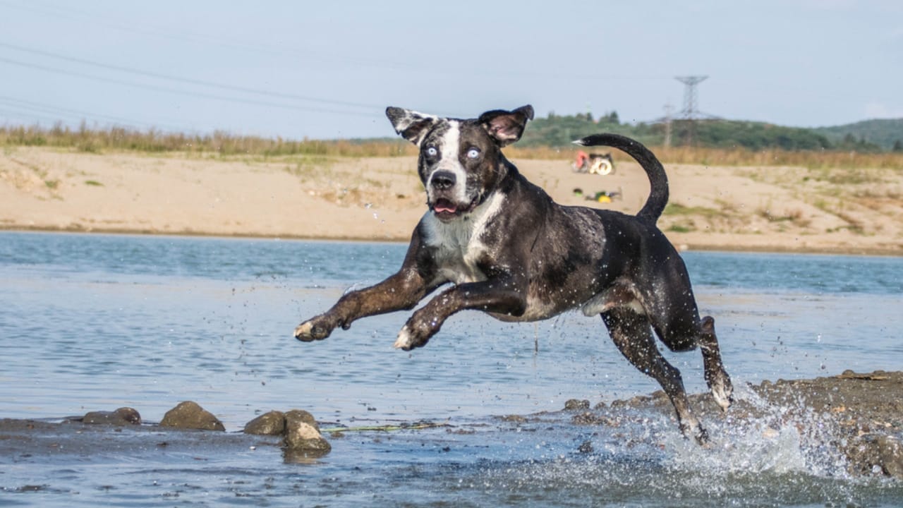 10 Reasons the Catahoula Leopard Dog is Unlike Any Other Breed 7 10 Reasons the Catahoula Leopard Dog is Unlike Any Other Breed - Catahoula Leopard dog dp327124018
