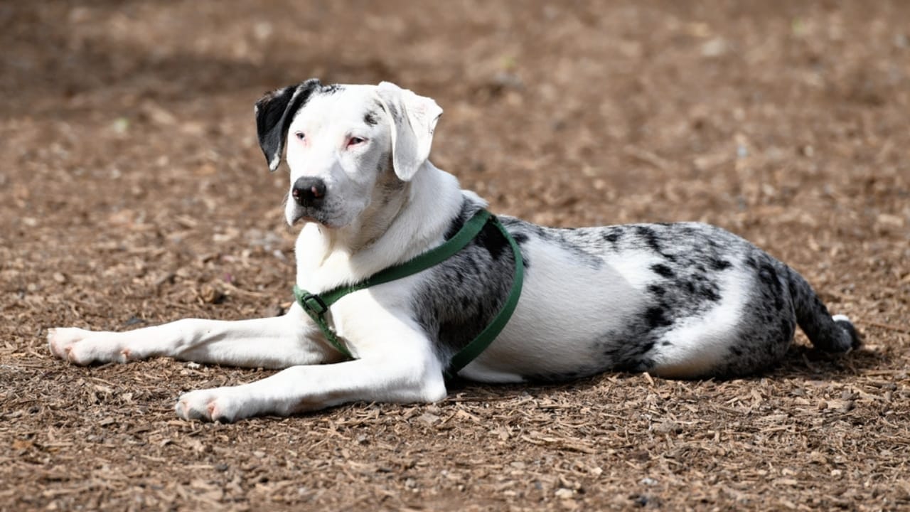 10 Reasons the Catahoula Leopard Dog is Unlike Any Other Breed 8 10 Reasons the Catahoula Leopard Dog is Unlike Any Other Breed - Catahoula Leopard dog dp391073892