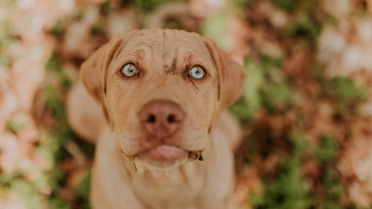 10 Reasons the Catahoula Leopard Dog is Unlike Any Other Breed 1 10 Reasons the Catahoula Leopard Dog is Unlike Any Other Breed - Catahoula Leopard dog ss2458078737