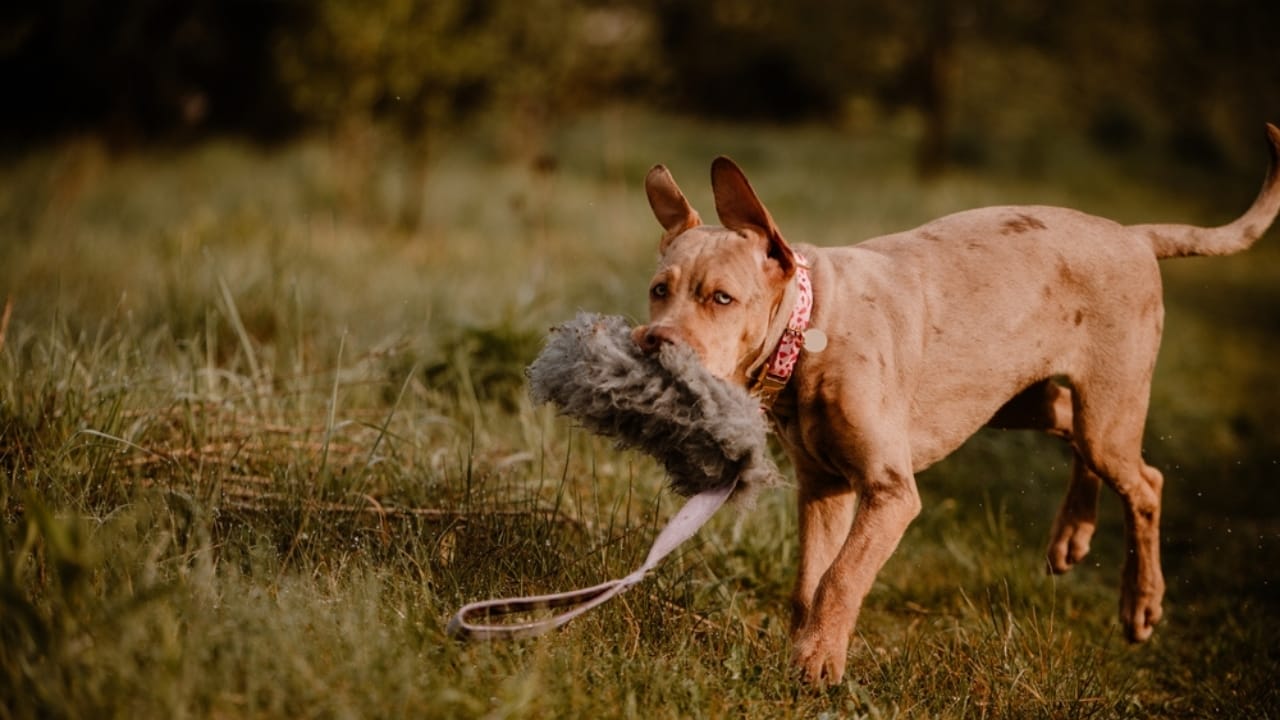 10 Reasons the Catahoula Leopard Dog is Unlike Any Other Breed 6 10 Reasons the Catahoula Leopard Dog is Unlike Any Other Breed - Catahoula Leopard dog ss2458078899