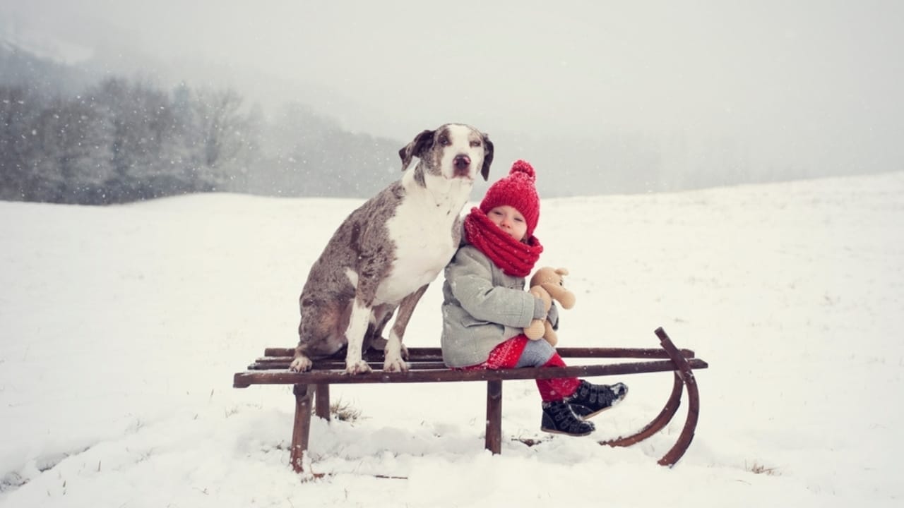 10 Reasons the Catahoula Leopard Dog is Unlike Any Other Breed 10 10 Reasons the Catahoula Leopard Dog is Unlike Any Other Breed - Catahoula Leopard dog with a little girl ss2076536629