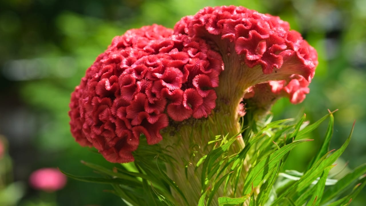 15 Celosia Varieties to Bring Bold Hues & Texture to Your Garden - Celosia flower ss1918487315
