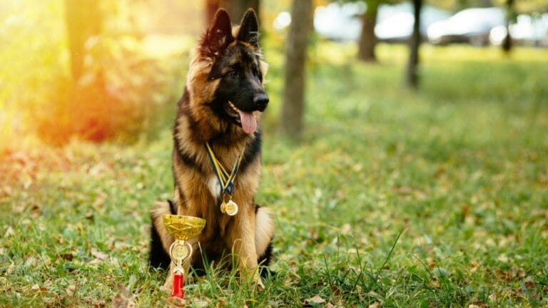 15 Dog Breeds Known for Their Unmatched Courage - Champion German Shepherd ss582116536