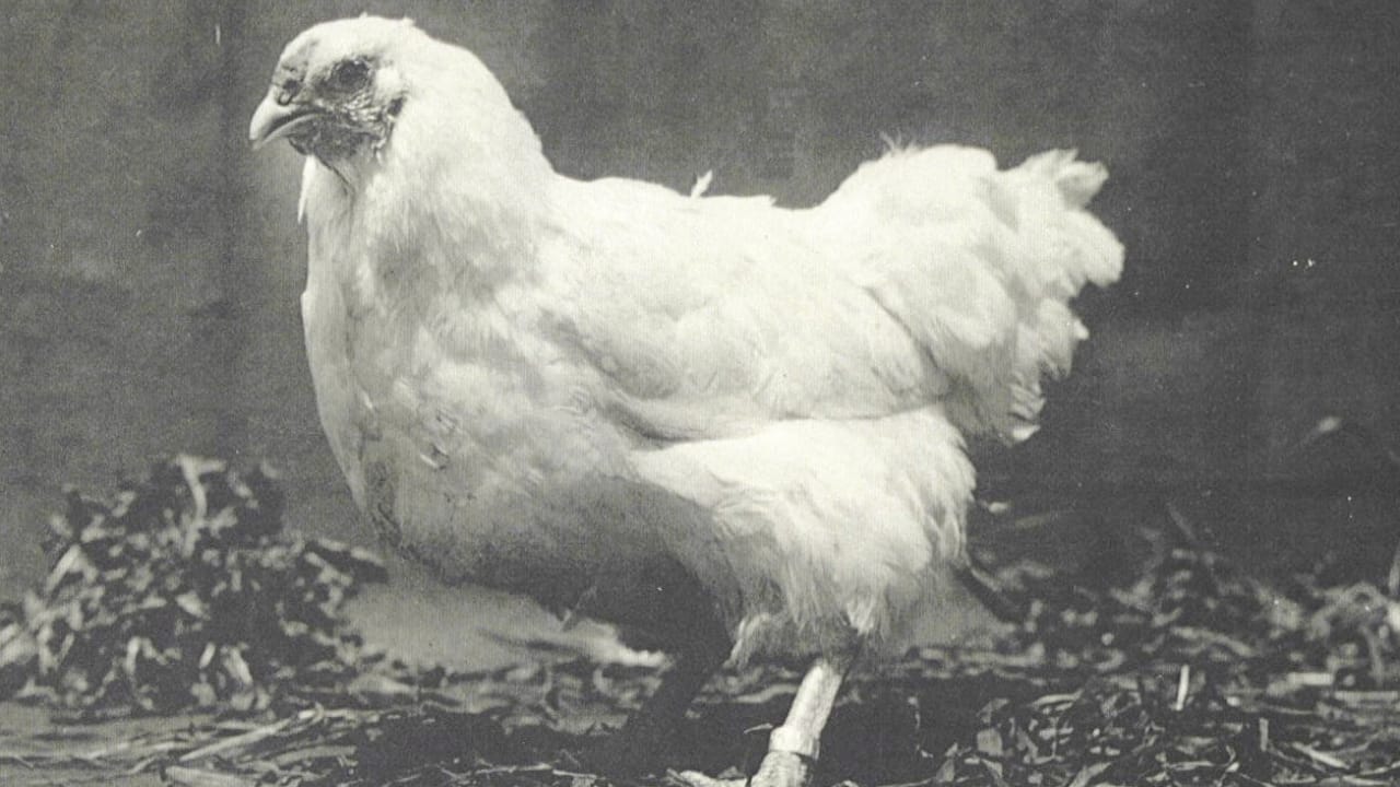 10 Fluffy Chicken Breeds So Cute, You’ll Want to Start a Coop Today 9 10 Fluffy Chicken Breeds So Cute, You’ll Want to Start a Coop Today - Chantecler Chickens wc