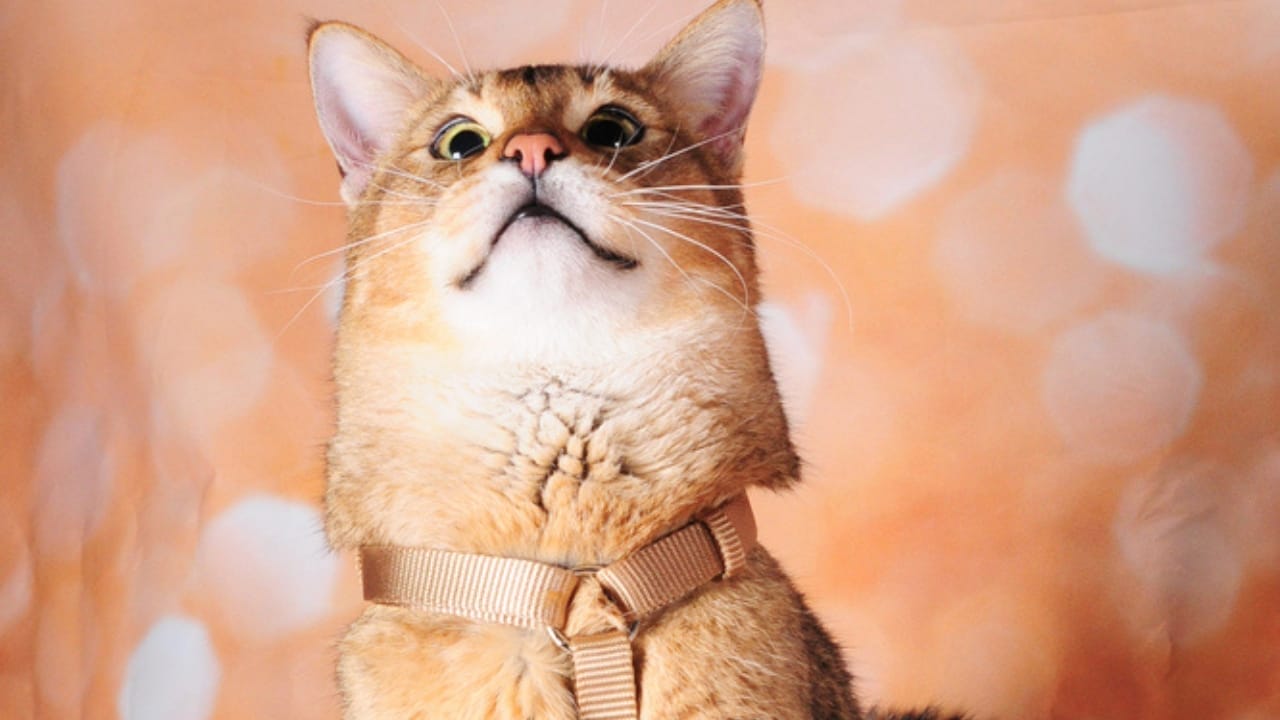 16 of The Most Eye-Catching Brown Cat Breeds 6 16 of The Most Eye-Catching Brown Cat Breeds - Chausie cat dp369356552