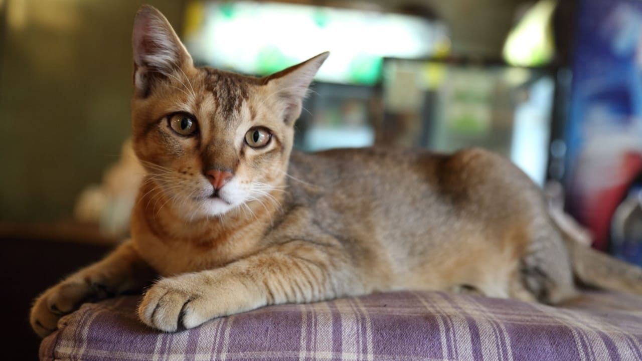 Meet the 16 Strongest Cat Breeds on the Planet - Chausie cat ss2367492783