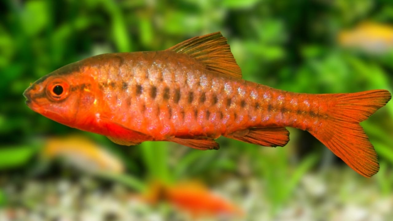 15 Coolest Aquarium Fish to Liven Up Your Tank 10 15 Coolest Aquarium Fish to Liven Up Your Tank - Cherry Barb ss2438585103